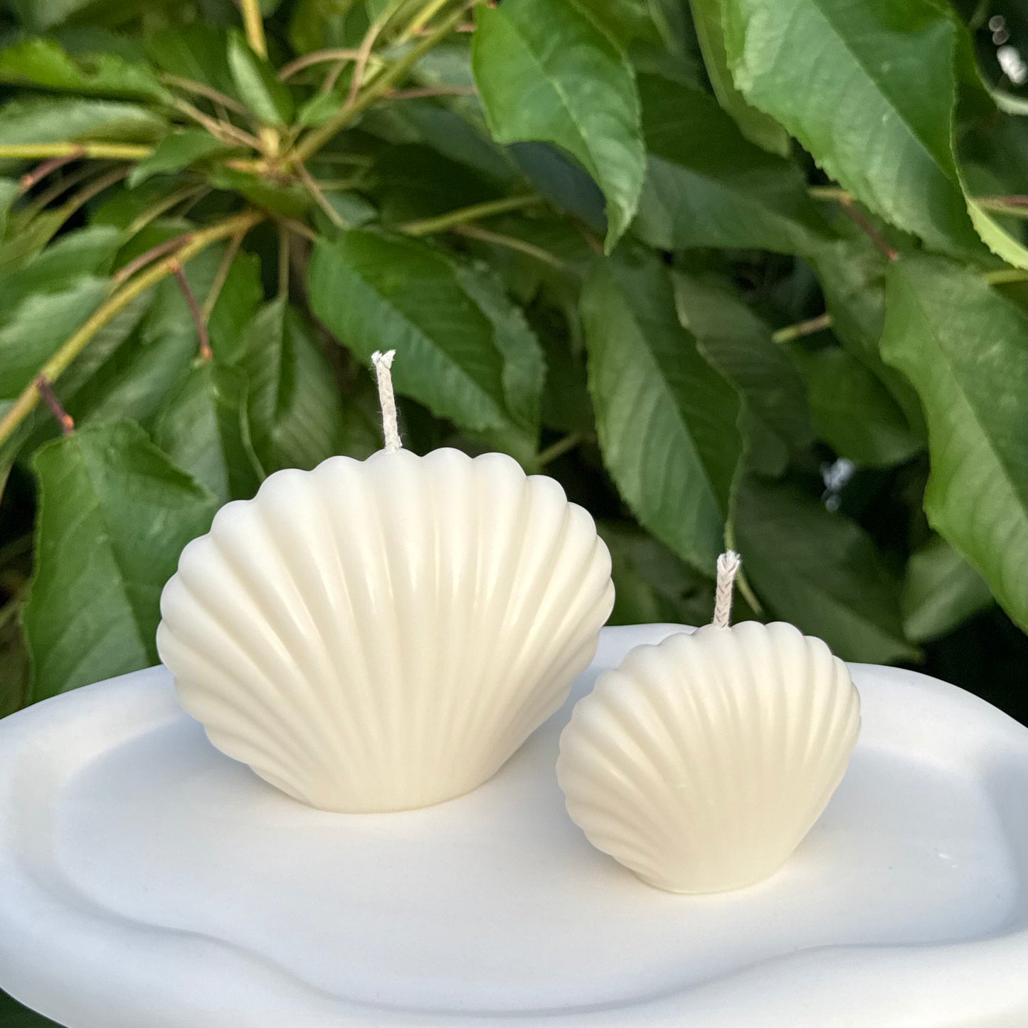 Muschelgeschwister | Muschelkerze