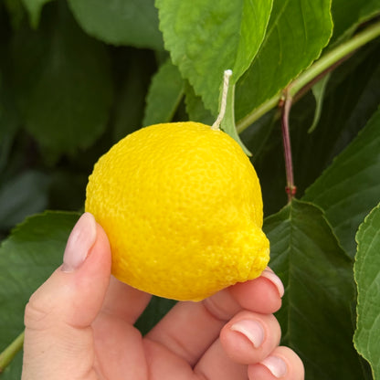 Lemon | Zitronenkerze