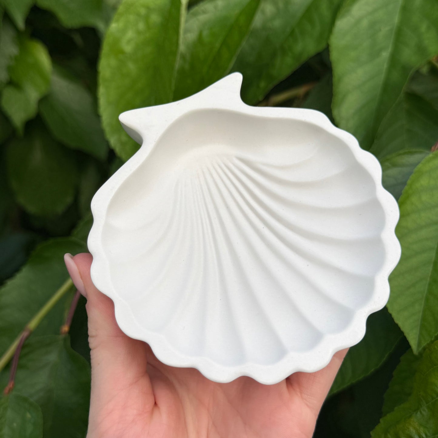 Muschelschale