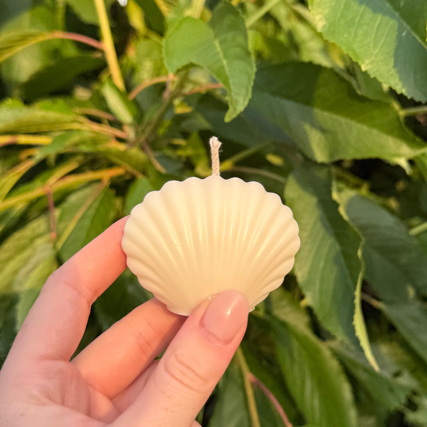 Muschelgeschwister | Muschelkerze