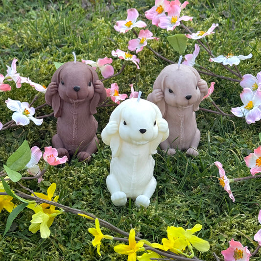 Hase (hört nichts)
